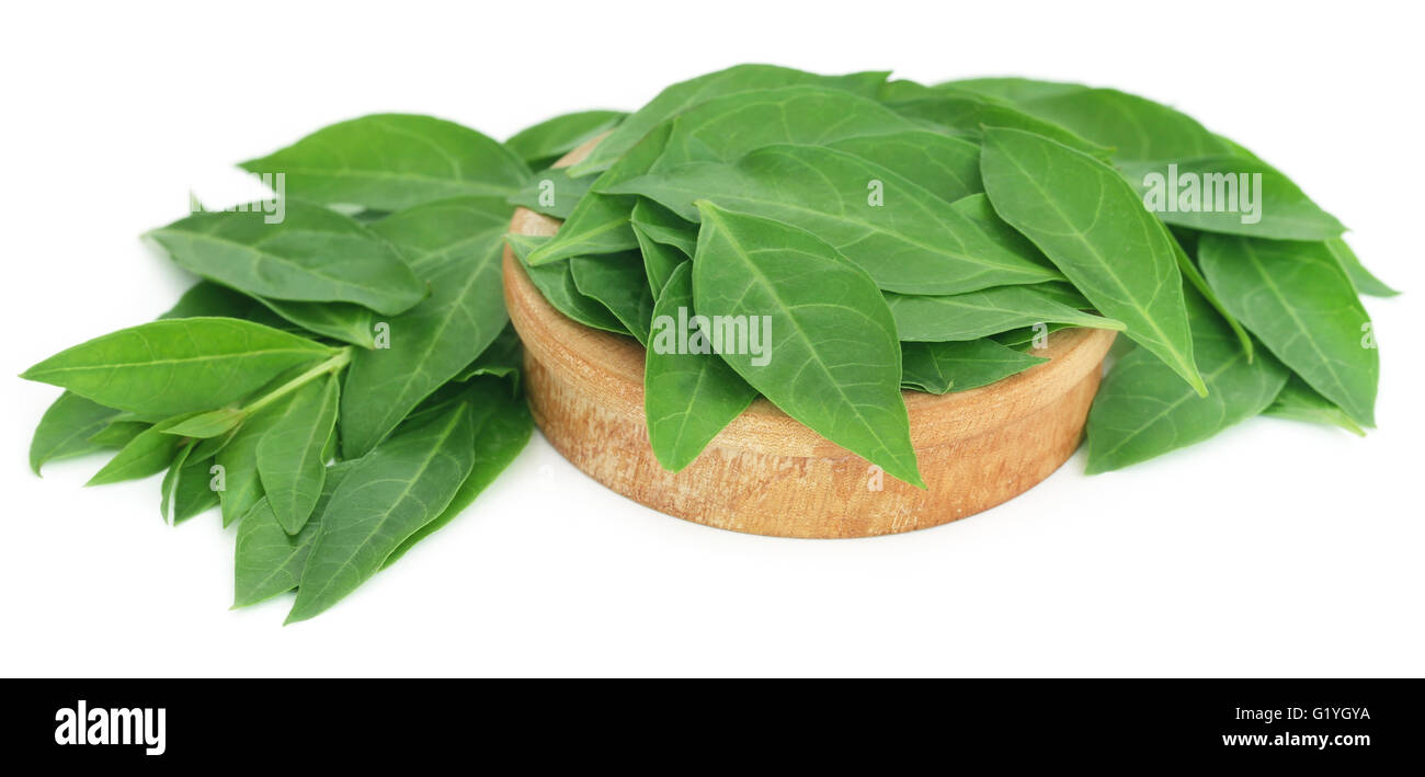 Jute plant india hi-res stock photography and images - Alamy