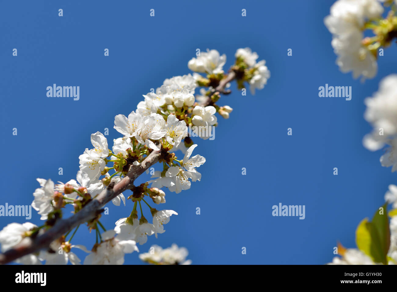 Spring Cherry Blossom, Prunus Cerasus Avium Stock Photo