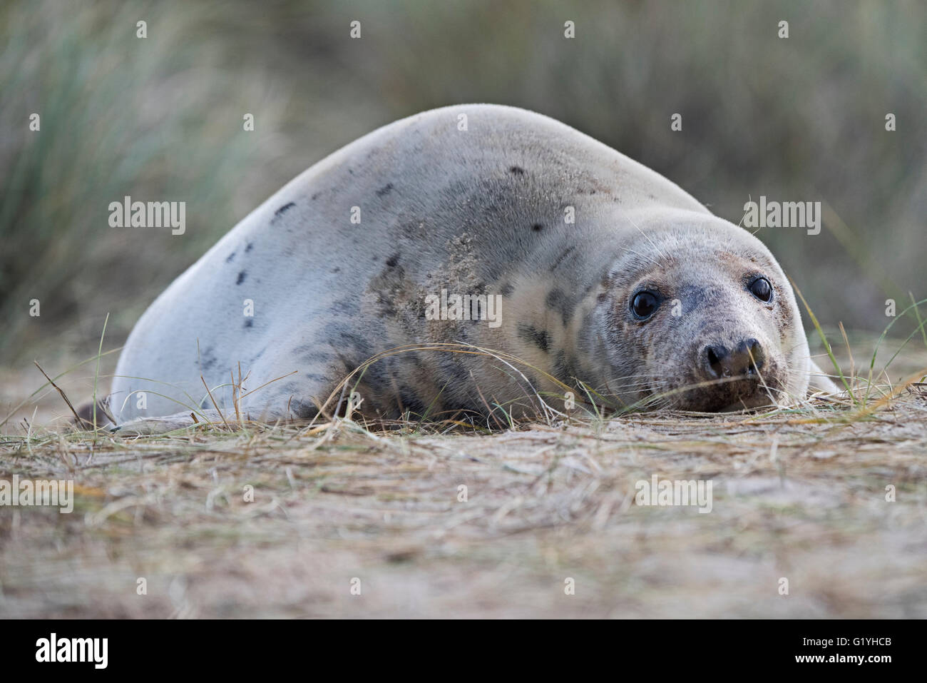 Grey Seal Halichoerus grypus female on beach at Horsey Norfolk November Stock Photo