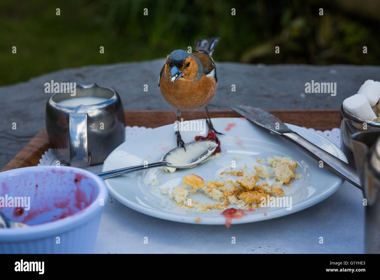Chaffinch eating crumbs from remains of cream tea, Exmoor, UK Stock Photo Alamy