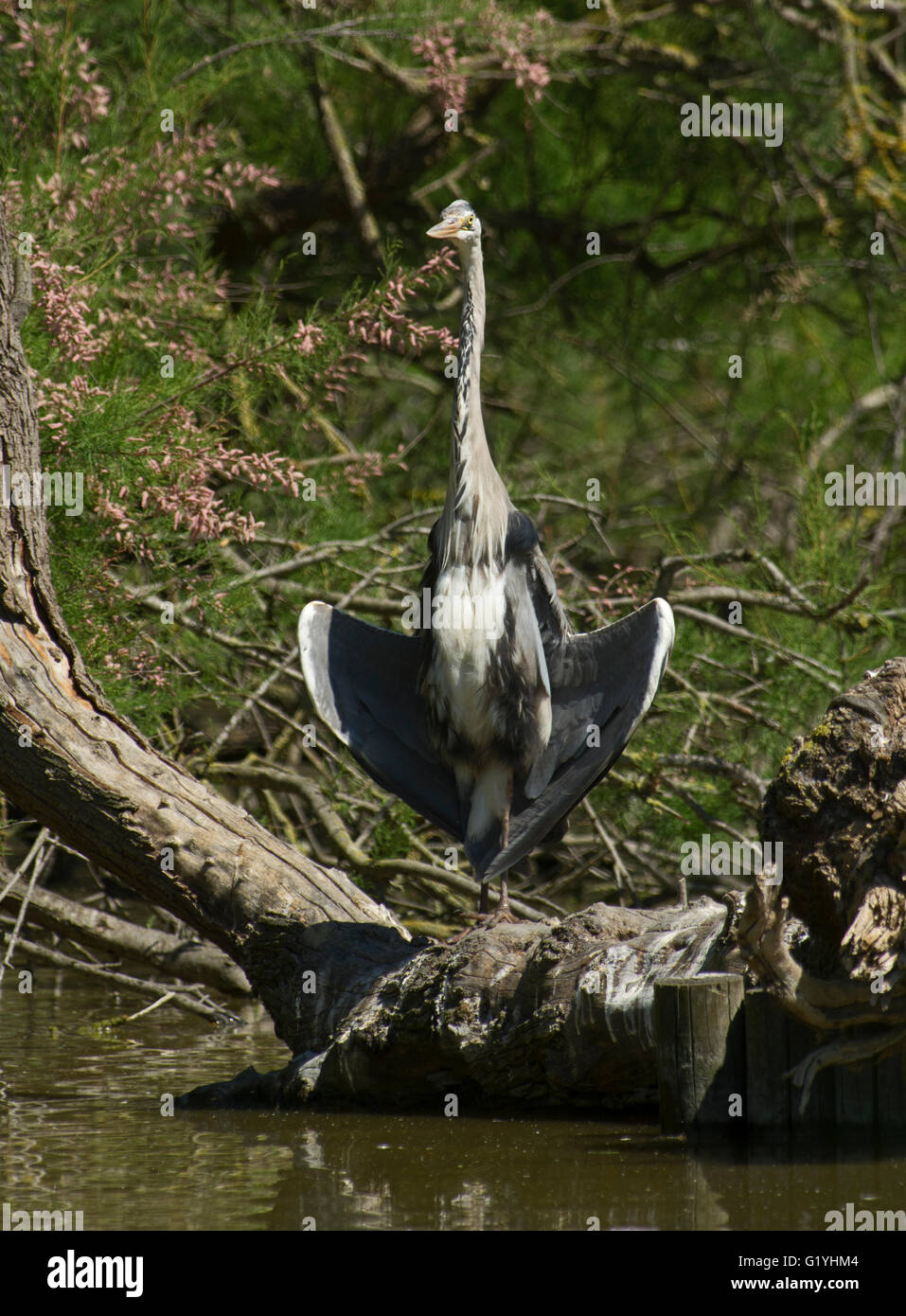 Grey Heron Ardea cinerea sun bathing Camargue Provence France Stock Photo