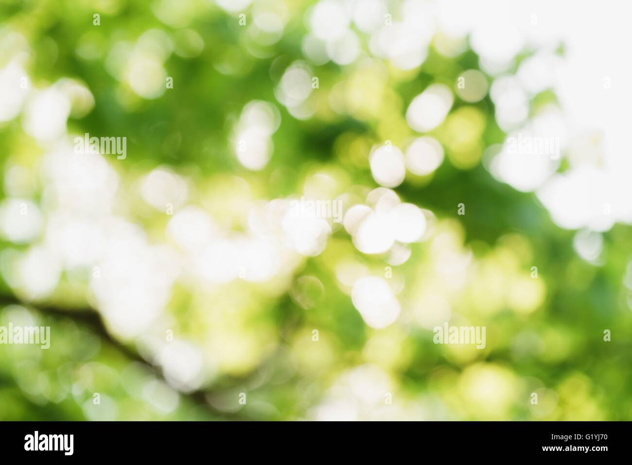 abstract green summer bokeh background Stock Photo - Alamy