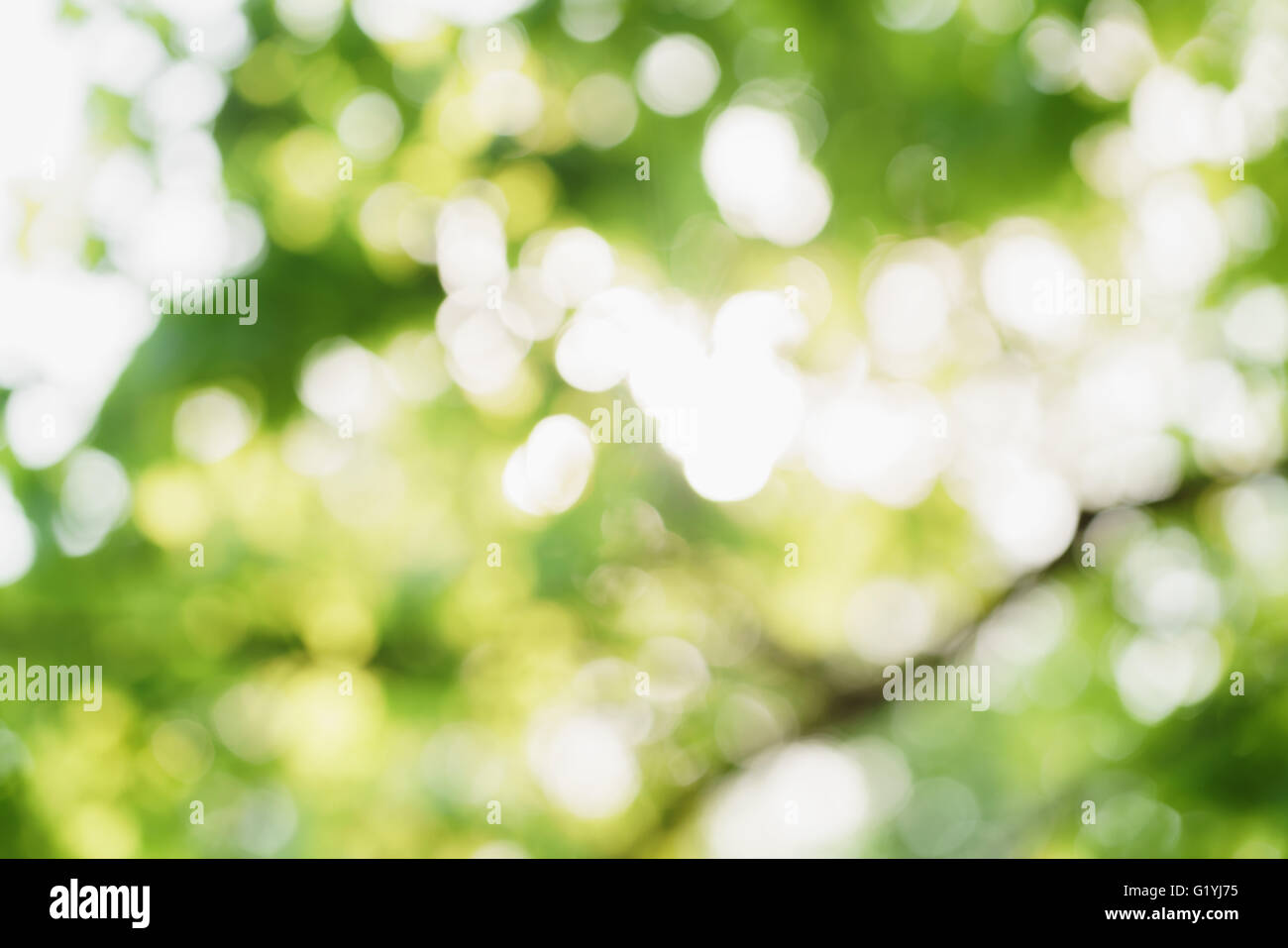 abstract green summer bokeh background Stock Photo - Alamy