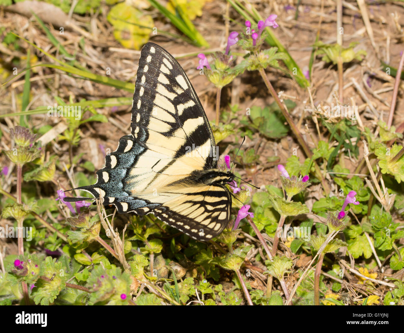 Dorsal view of an Eastern Tiger Swallowtail butterfly feeding on pink Henbit flowers Stock Photo