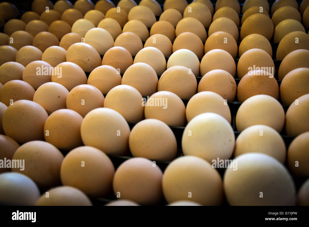 eggs and chicks, Greece Stock Photo Alamy