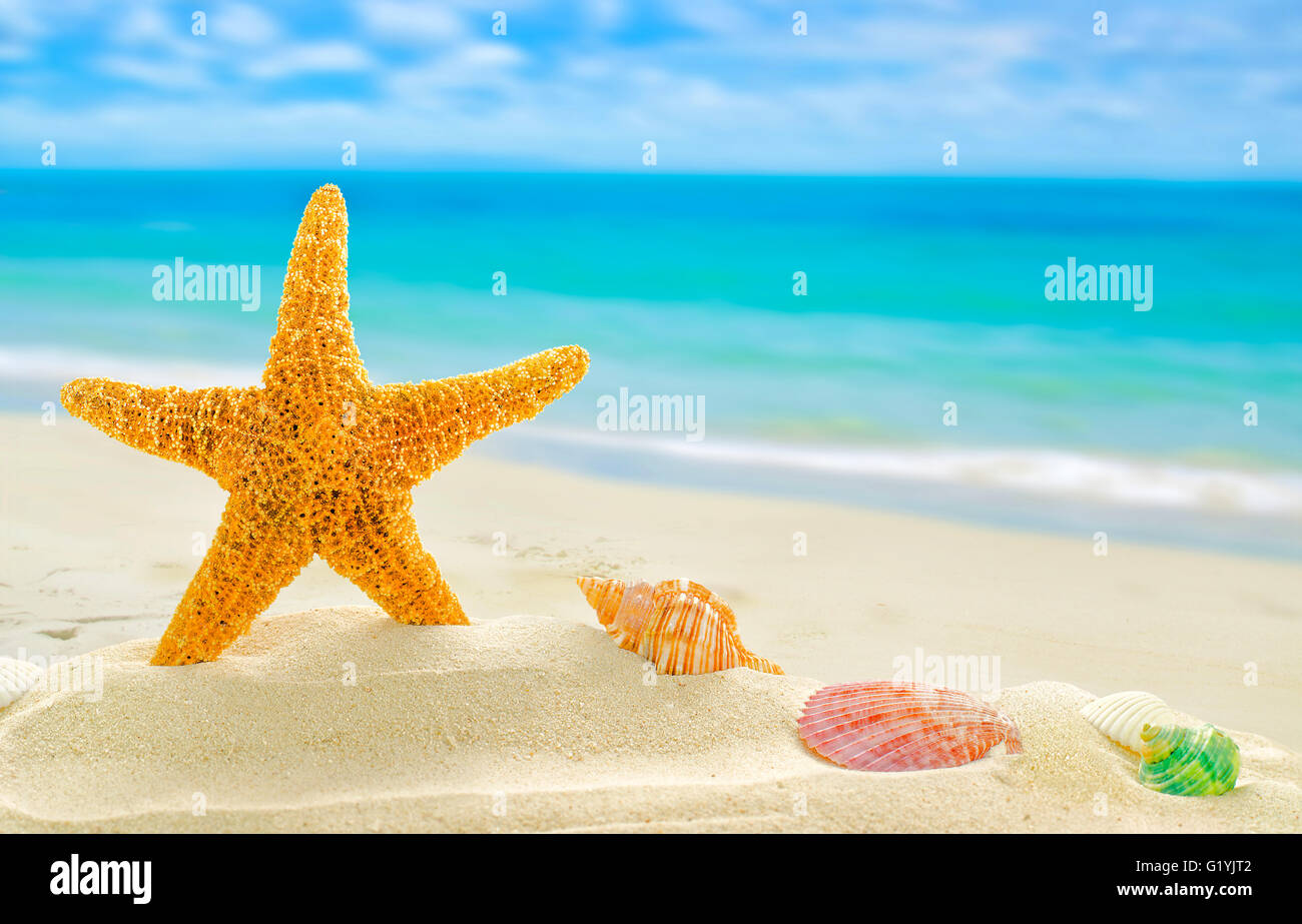 Summer concept with sandy beach, shells and starfish. Stock Photo