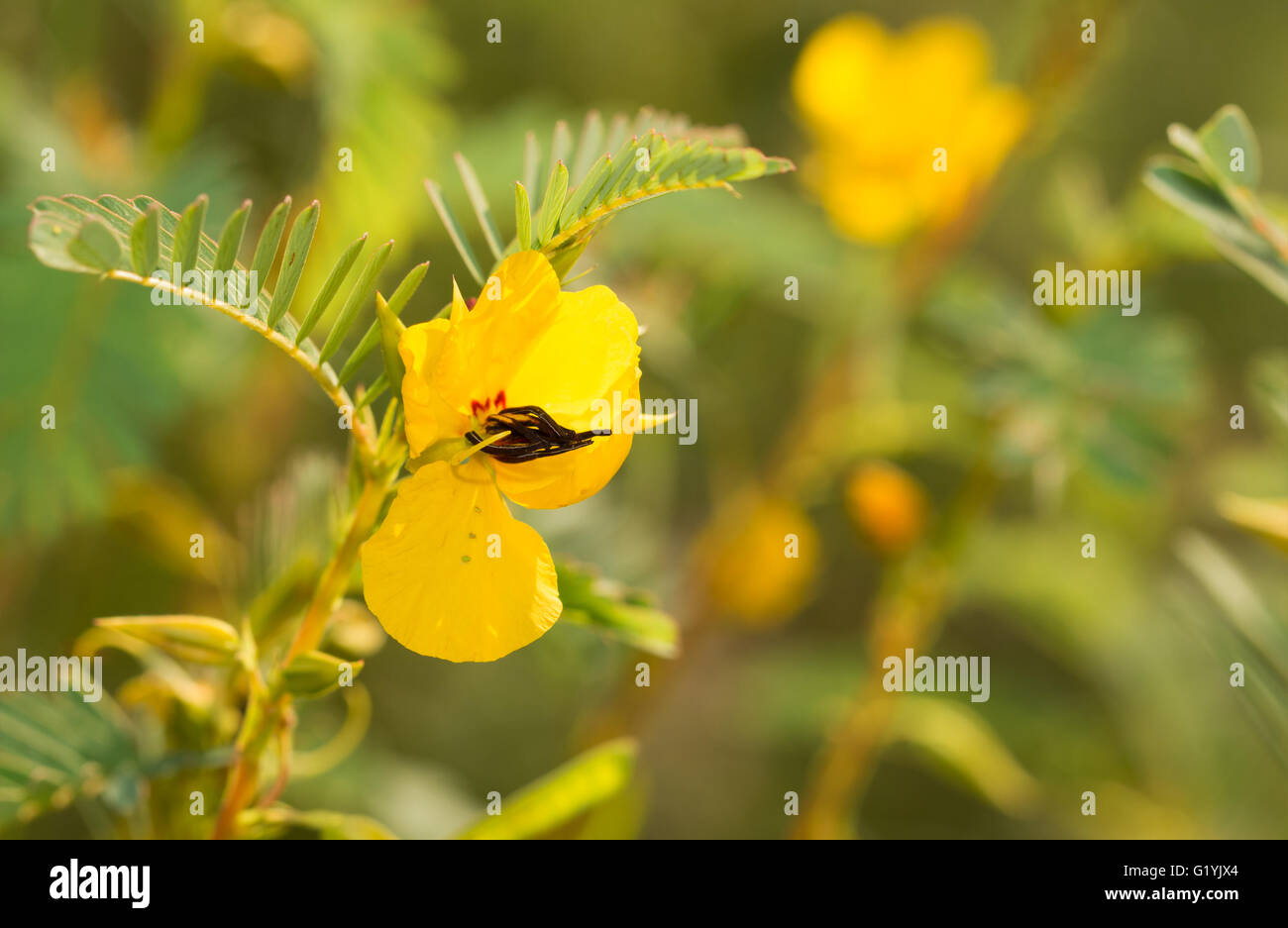 Yellow flower of Partridge Pea on a sunny summer meadow Stock Photo
