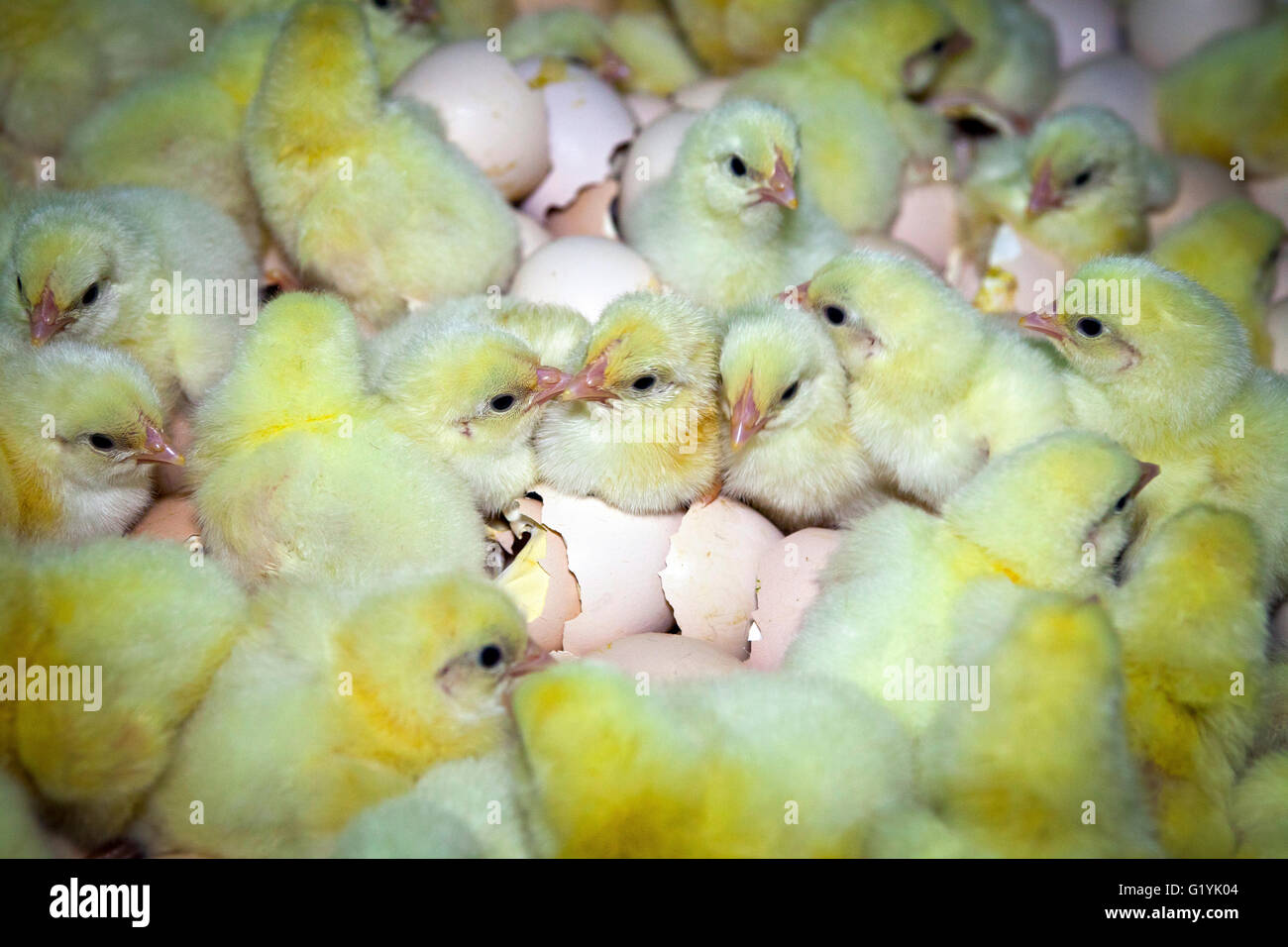 eggs and chicks, Greece Stock Photo Alamy