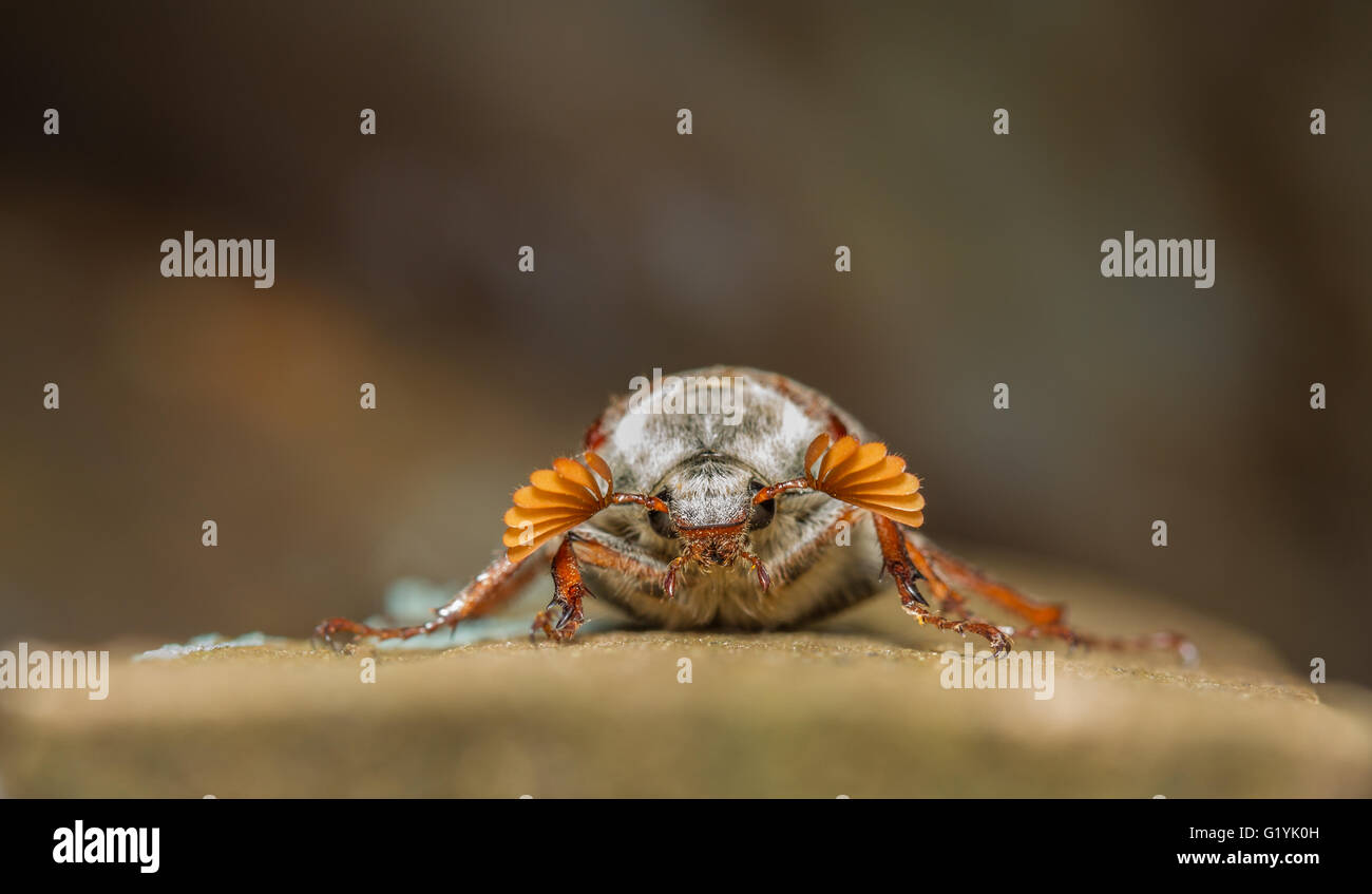 Cockchafer or May Bug (Meloontha melolontha) Stock Photo