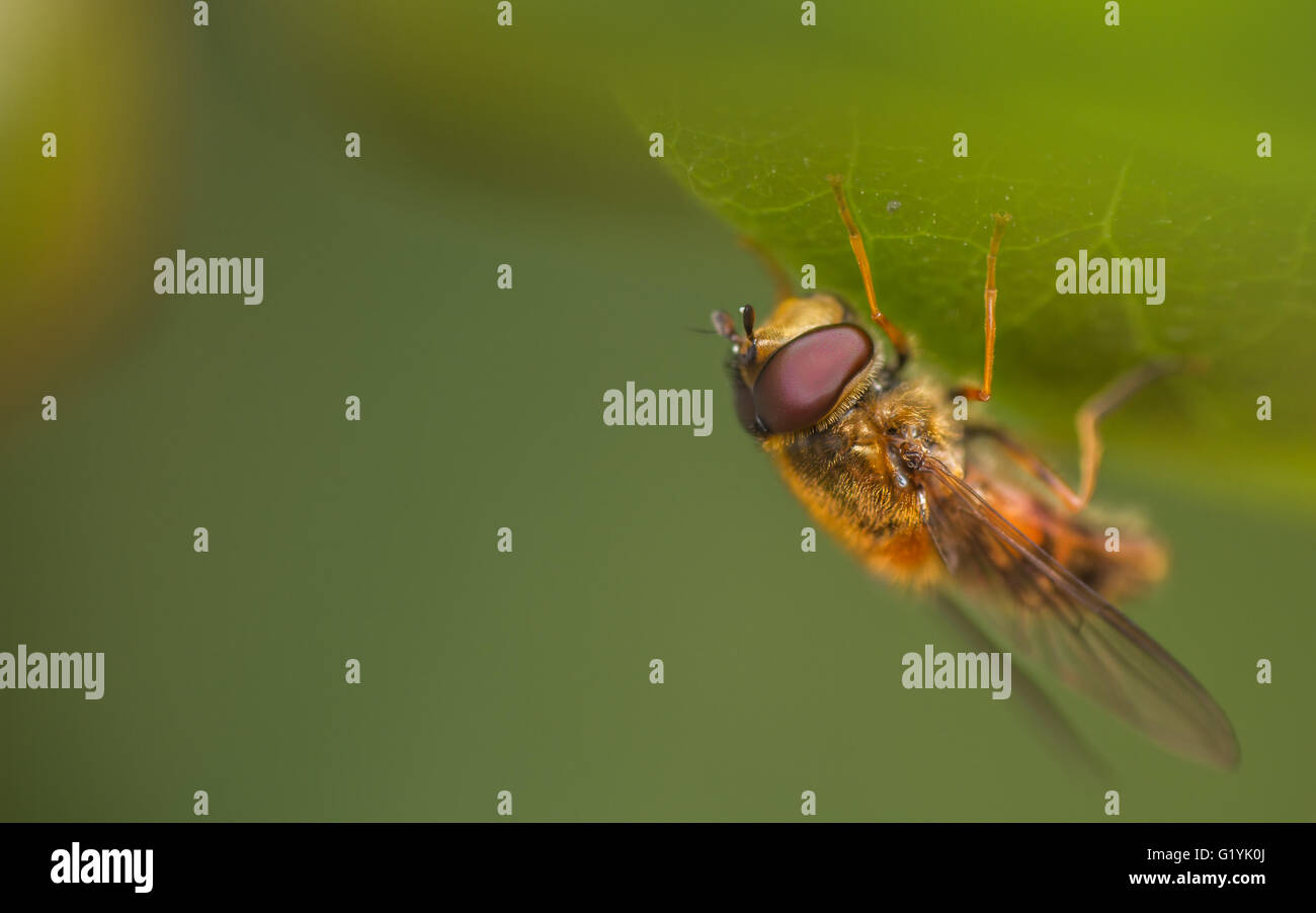 Epistrophe elegans hoverfly Stock Photo