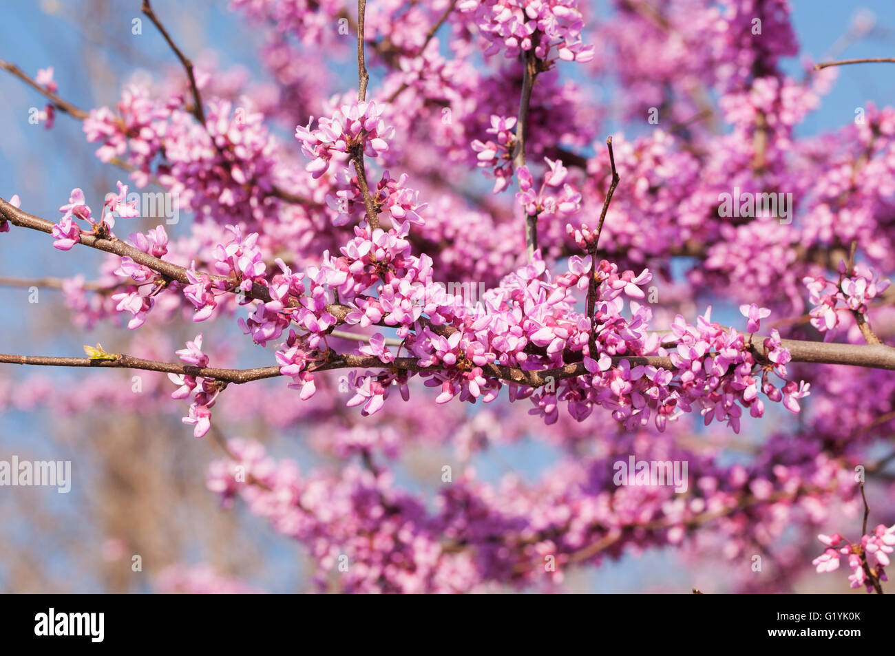Branches full of pink flower clusters on Eastern Redbud tree in spring Stock Photo