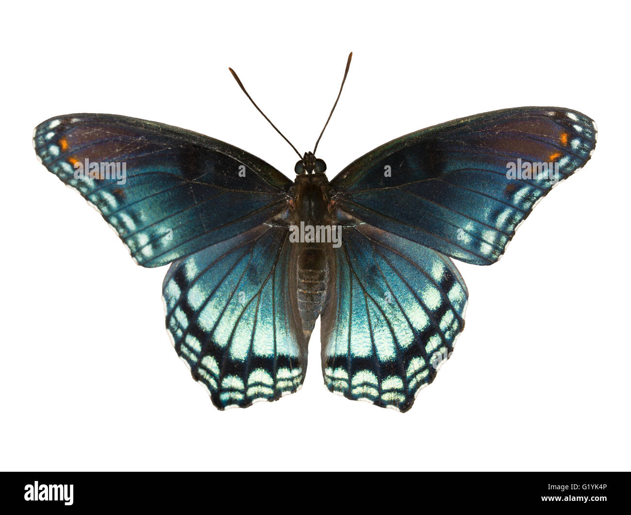 Red Spotted Purple Admiral, Limenitis arthemis astyanax, beautiful blue butterfly isolated on white Stock Photo