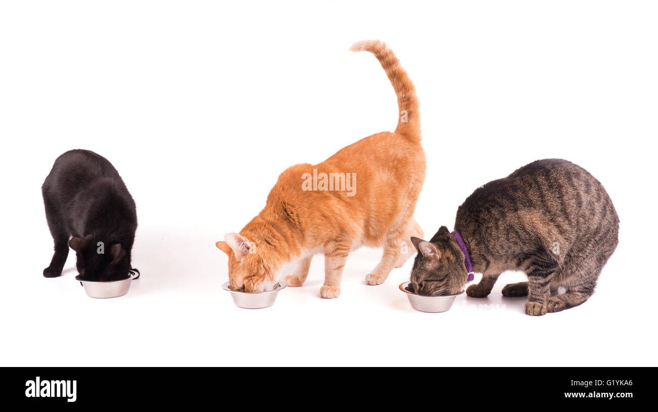 Three cats eating from silver bowls, on white Stock Photo