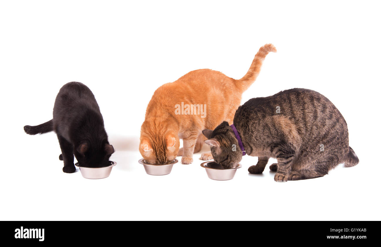 Three cats eating food from their bowls, on white Stock Photo