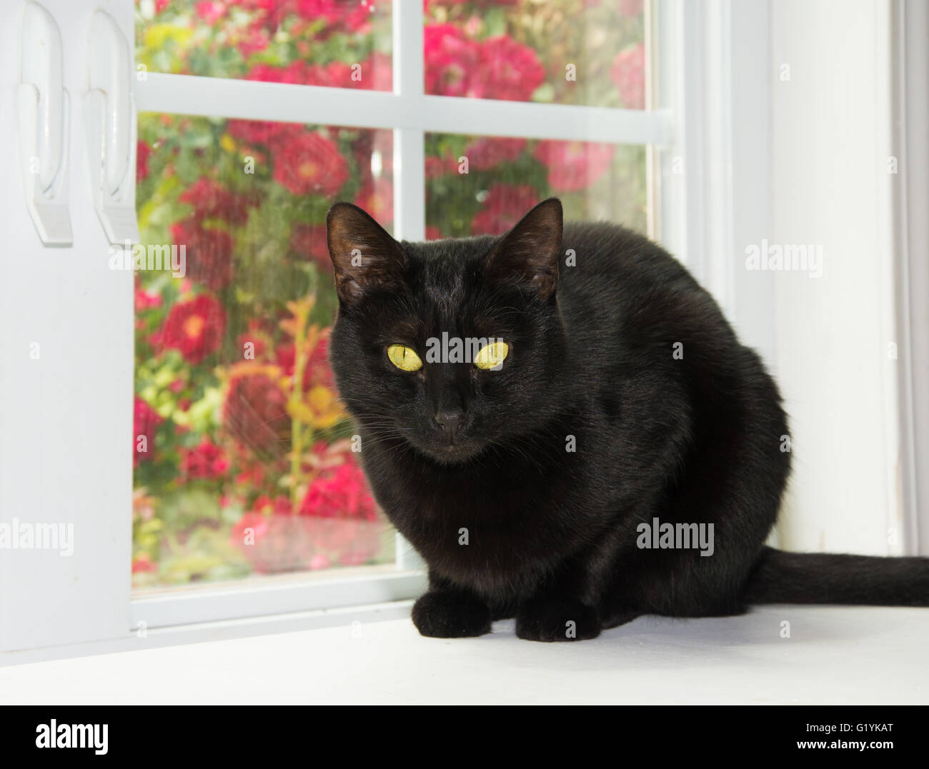 Beautiful black cat sitting in front of a window, with red roses on the background Stock Photo