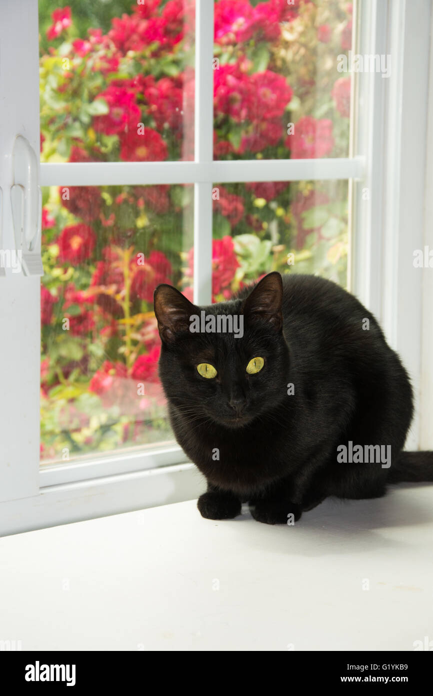 Black cat sitting in front of a white window with roses behind it Stock Photo