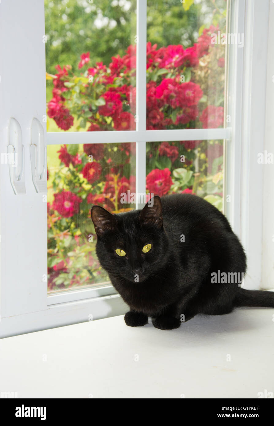 Shiny black cat in front of a window Stock Photo