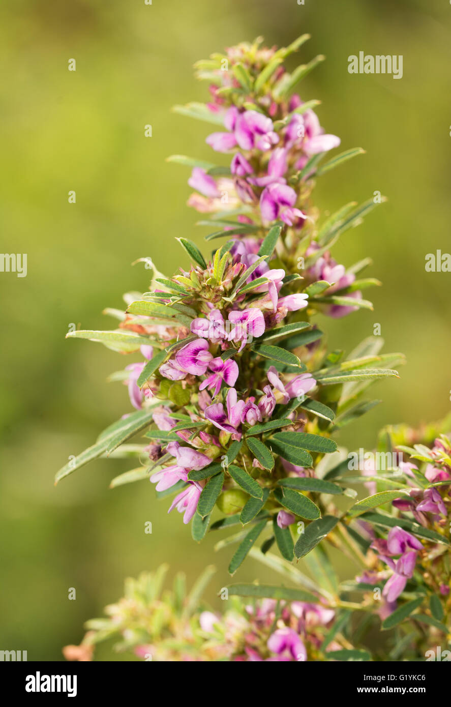 Slender Lespedeza with small pink flowers Stock Photo