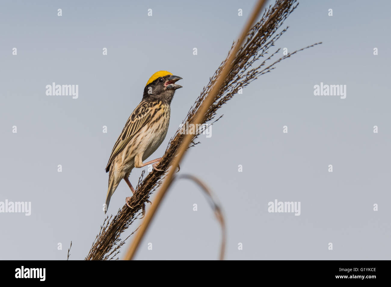 Streaked weaver perched, Ploceus manyar. The streaked weaver is a species of weaver bird found in South Asia. These are not as c Stock Photo