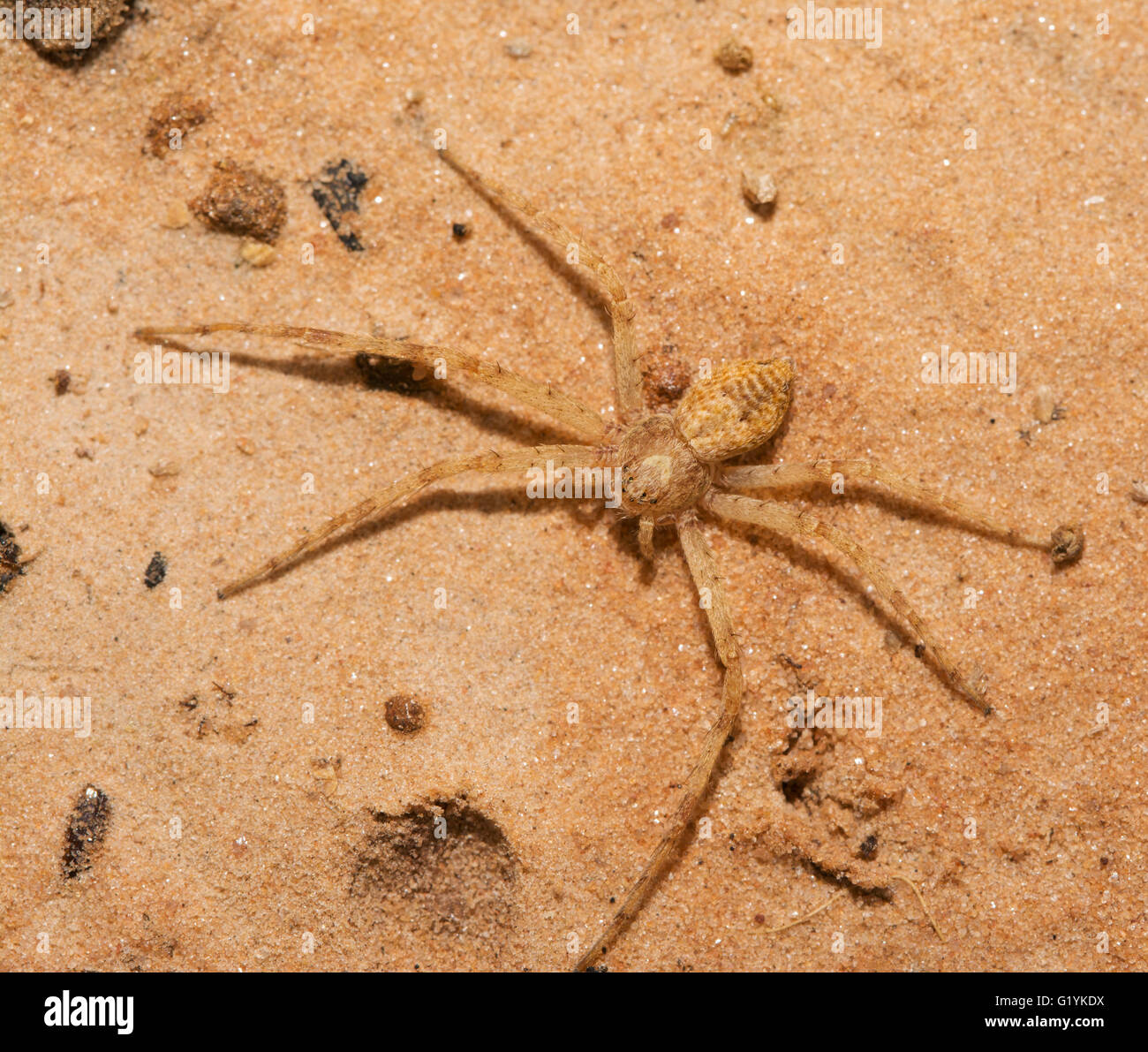 Small yellow spider with only six legs, missing one in back on left, and  one in front on right side Stock Photo - Alamy