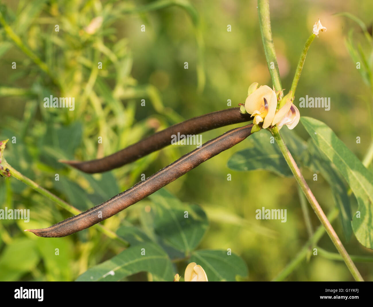 Tiny bloom and ripe peapods of a Strophostyles helvola, Trailing Fuzzy-Bean Stock Photo