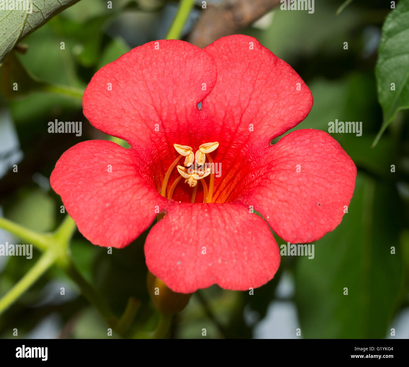Bright red Trumpet Creeper, Campsis radicans, blooming in summer Stock Photo