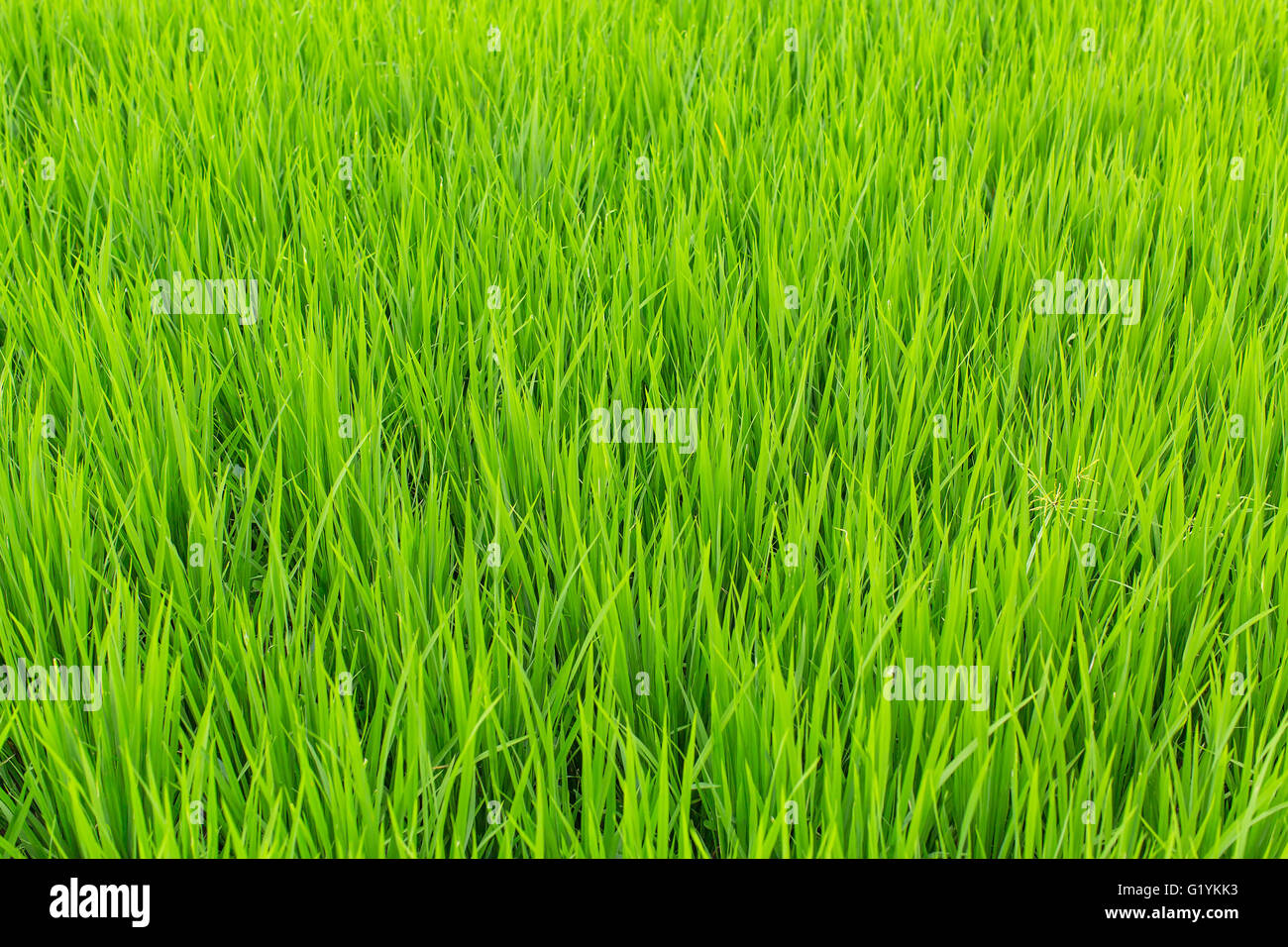 A green field of tall grass Stock Photo Alamy