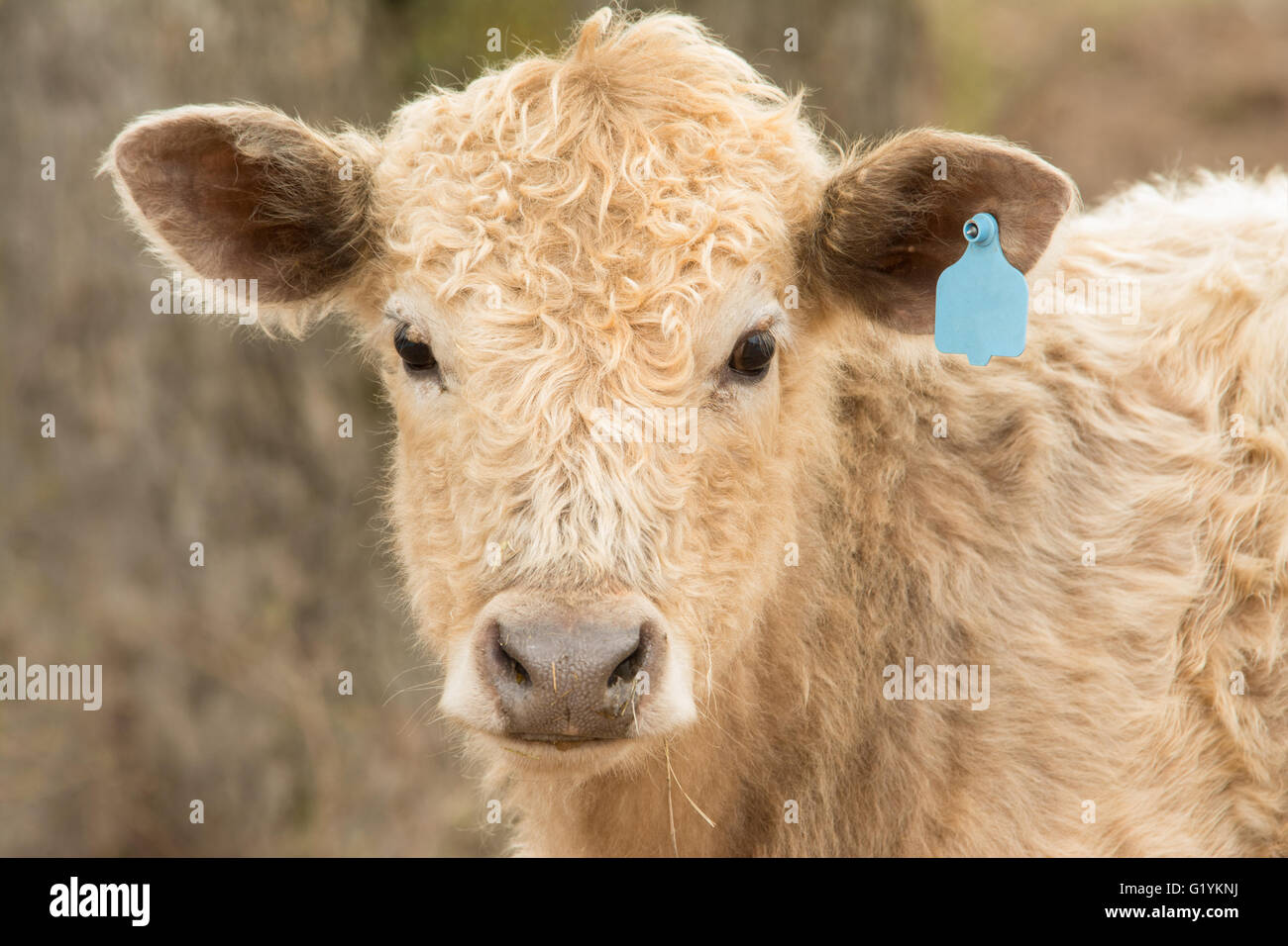 Young steer looking at the viewer in winter pasture Stock Photo