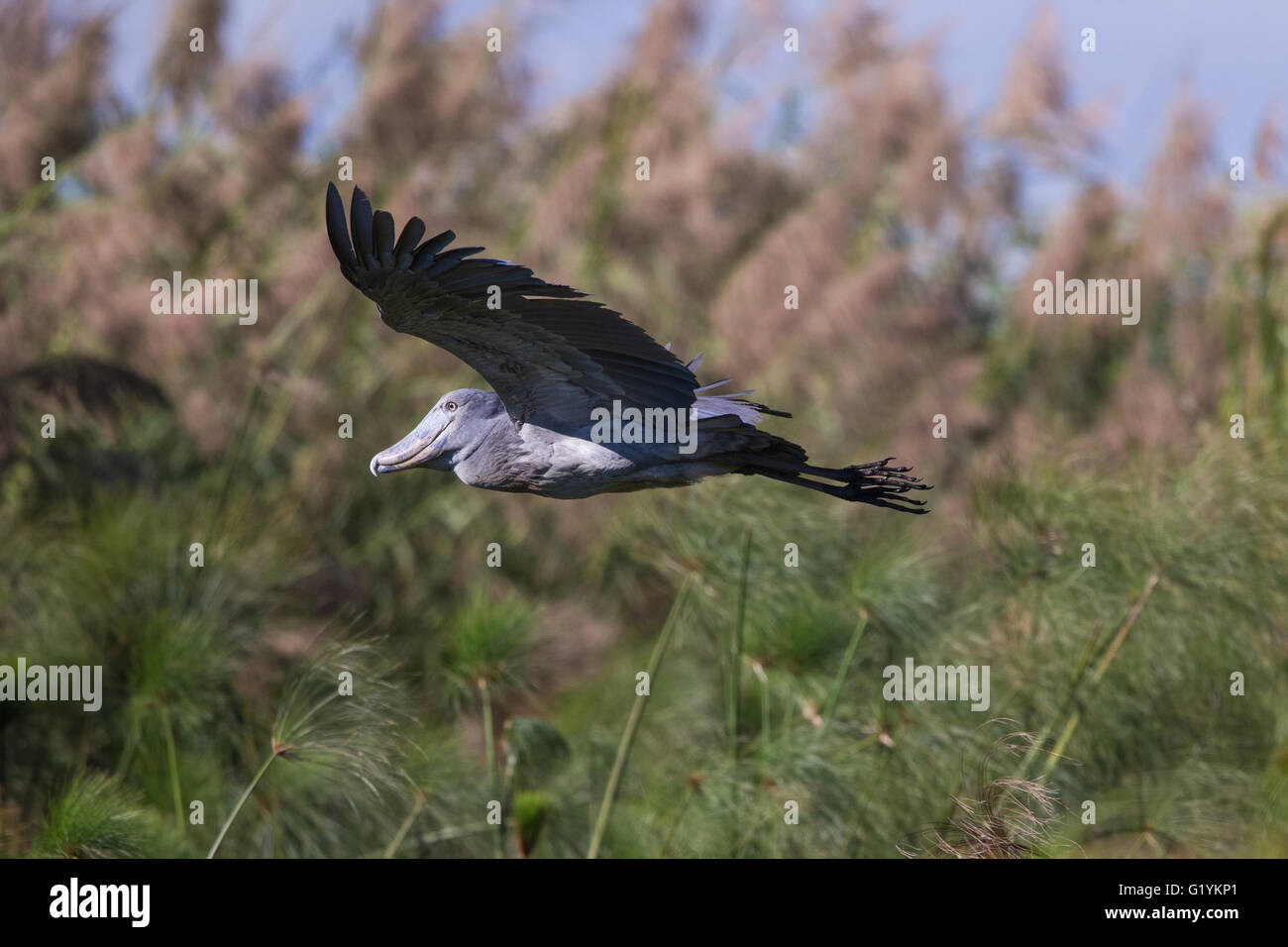 shoebill flying shoebill flying