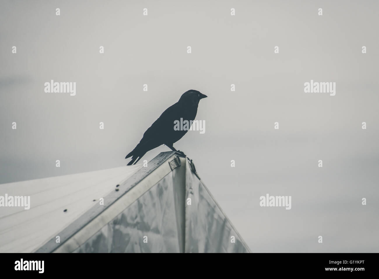 Staring creepy crow Stock Photo
