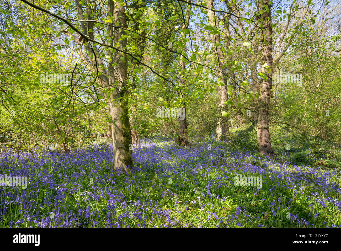 Sunny spring day at Etherow country park near Stockport, England Stock Photo Alamy
