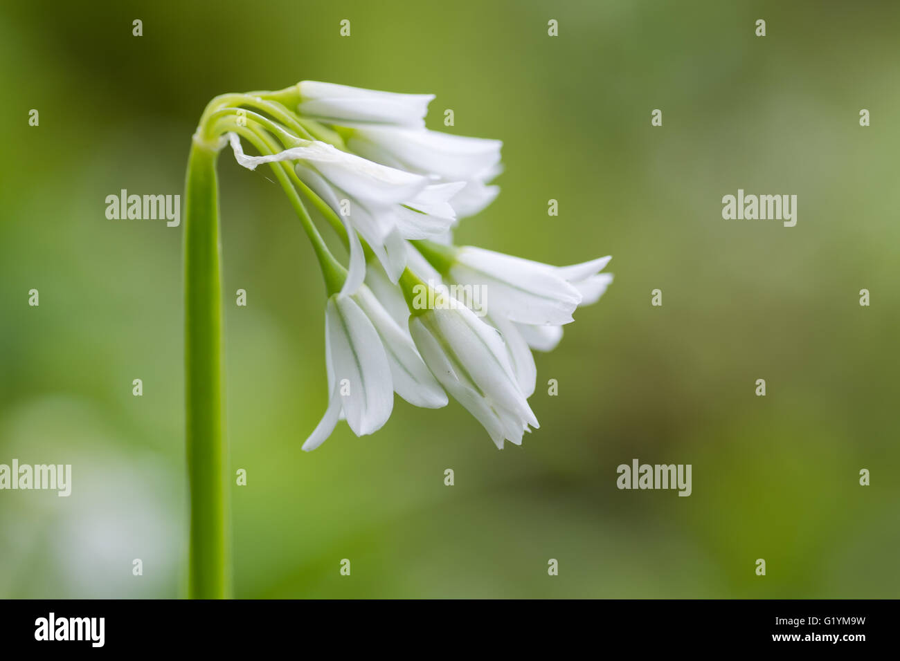 Three-cornered garlic (Allium triquetrum) flowers from side. Drooping, bell-shaped flowers of plant in the family Amaryllidaceae Stock Photo