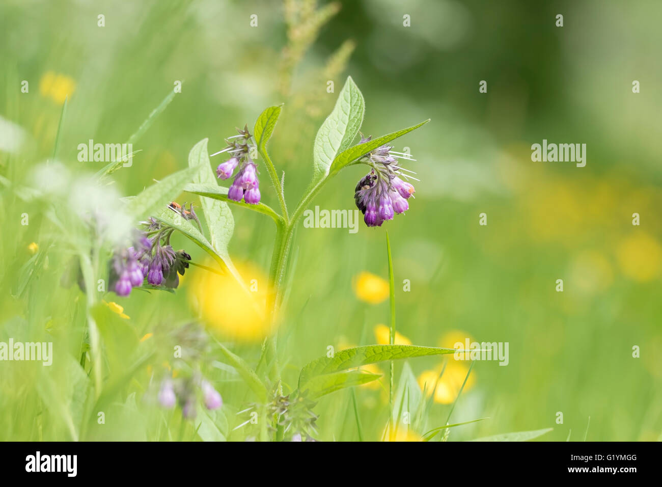 Close-up of purple flowers on a plant called common comfrey or comphrey, Symphytum officinale, blooming in a green meadow. Stock Photo