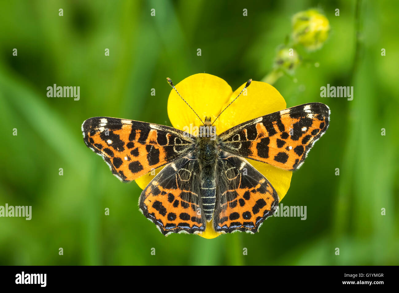 Top view of a map butterfly (Araschnia levana) resting on a yellow buttercup flower. This butterfly is a Spring season generatio Stock Photo