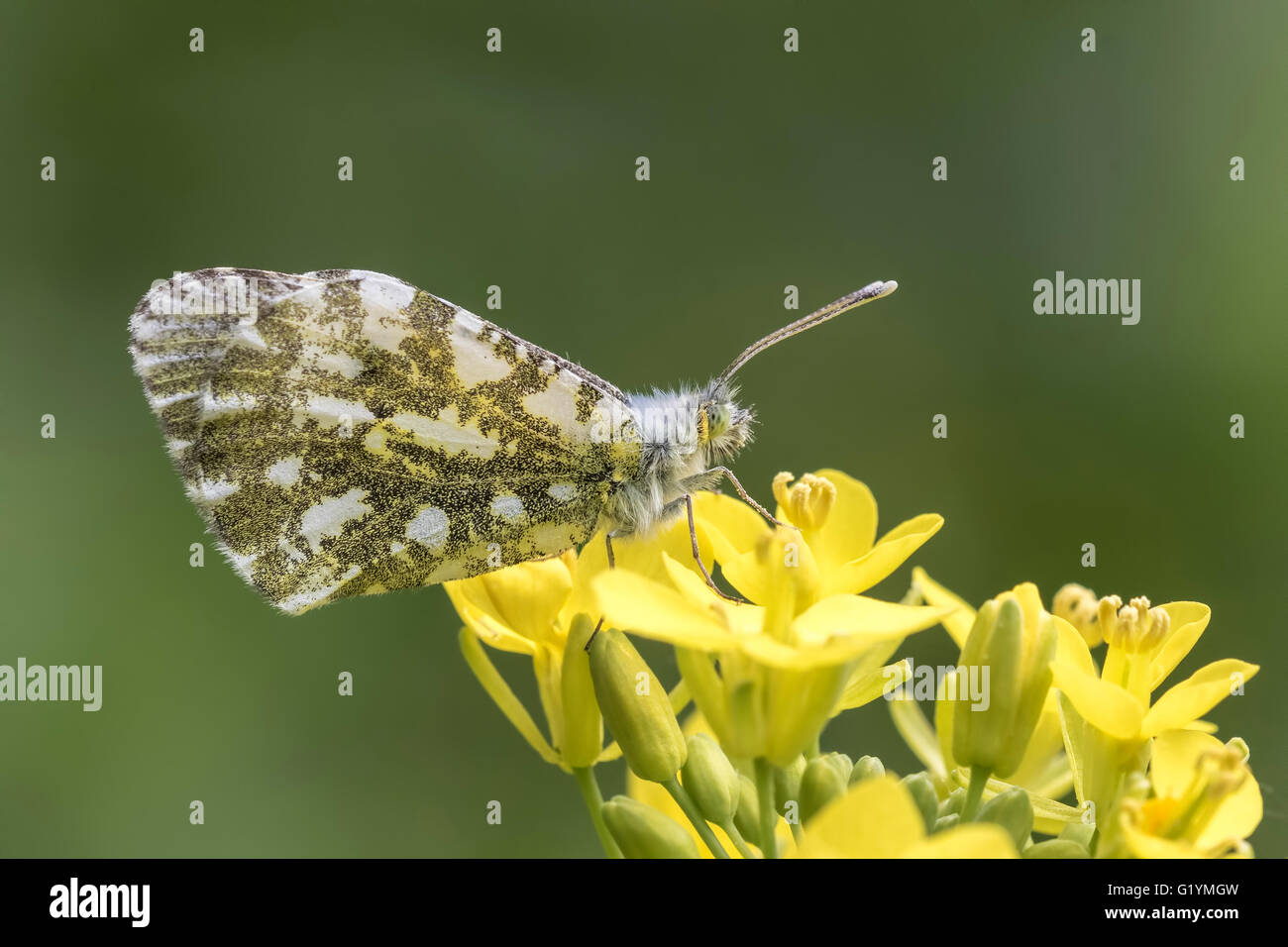 Side view close-up of a female Orange tip butterfly (anthocharis cardamines) feeding from the yellow flowers of rapeseed (Brassi Stock Photo