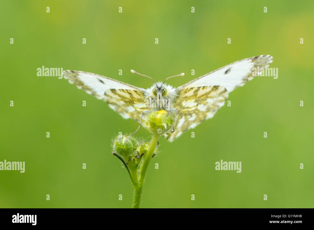 Front view close-up of a Female Orange tip butterfly (anthocharis cardamines) drying her wings in the sun in a meadow during spr Stock Photo