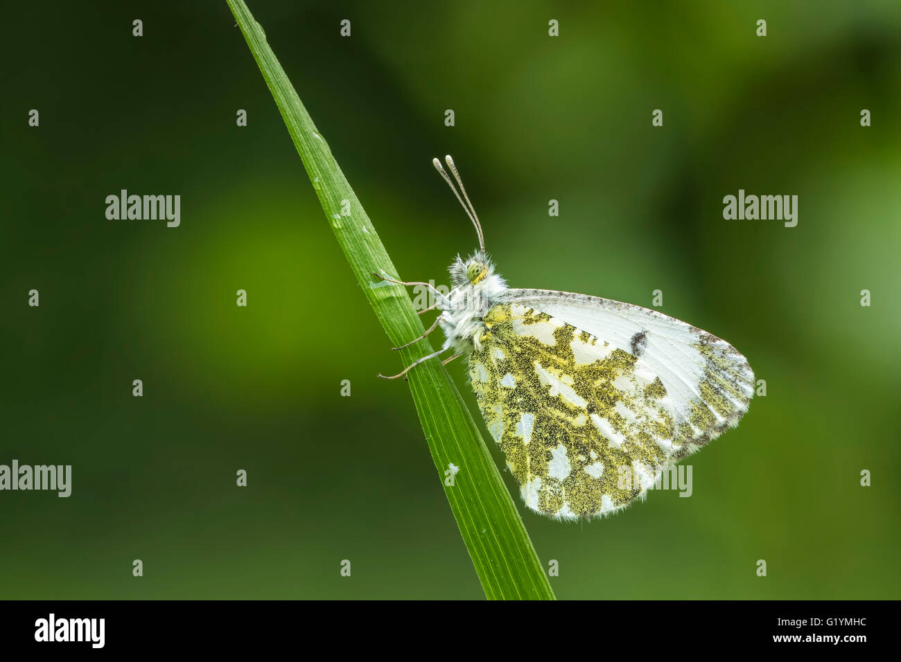 Side view close-up of a Female Orange tip butterfly (anthocharis cardamines) resting in a meadow during spring season Stock Photo