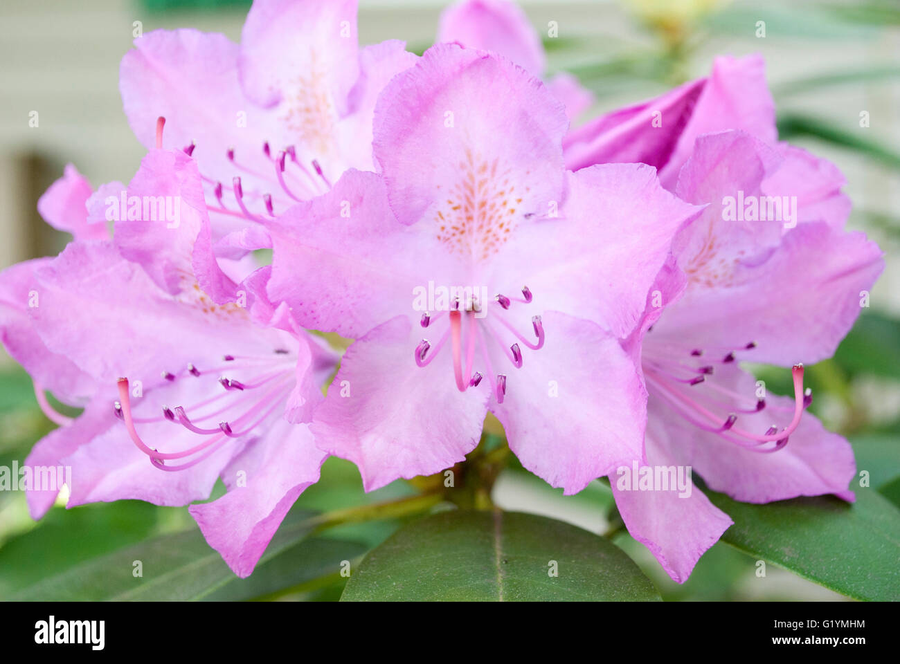 Spring Rhododendron Spring rhododendron hi-res stock photography and images - Alamy