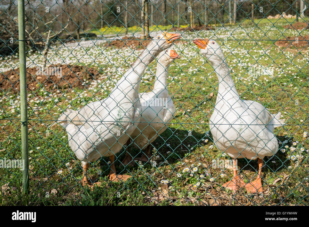 Three white geese observe curious behind a metal fence. Stock Photo