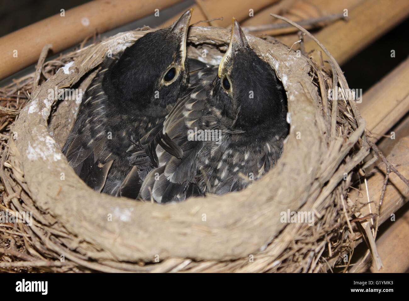 Baby birds in a nest with a snug fit Stock Photo