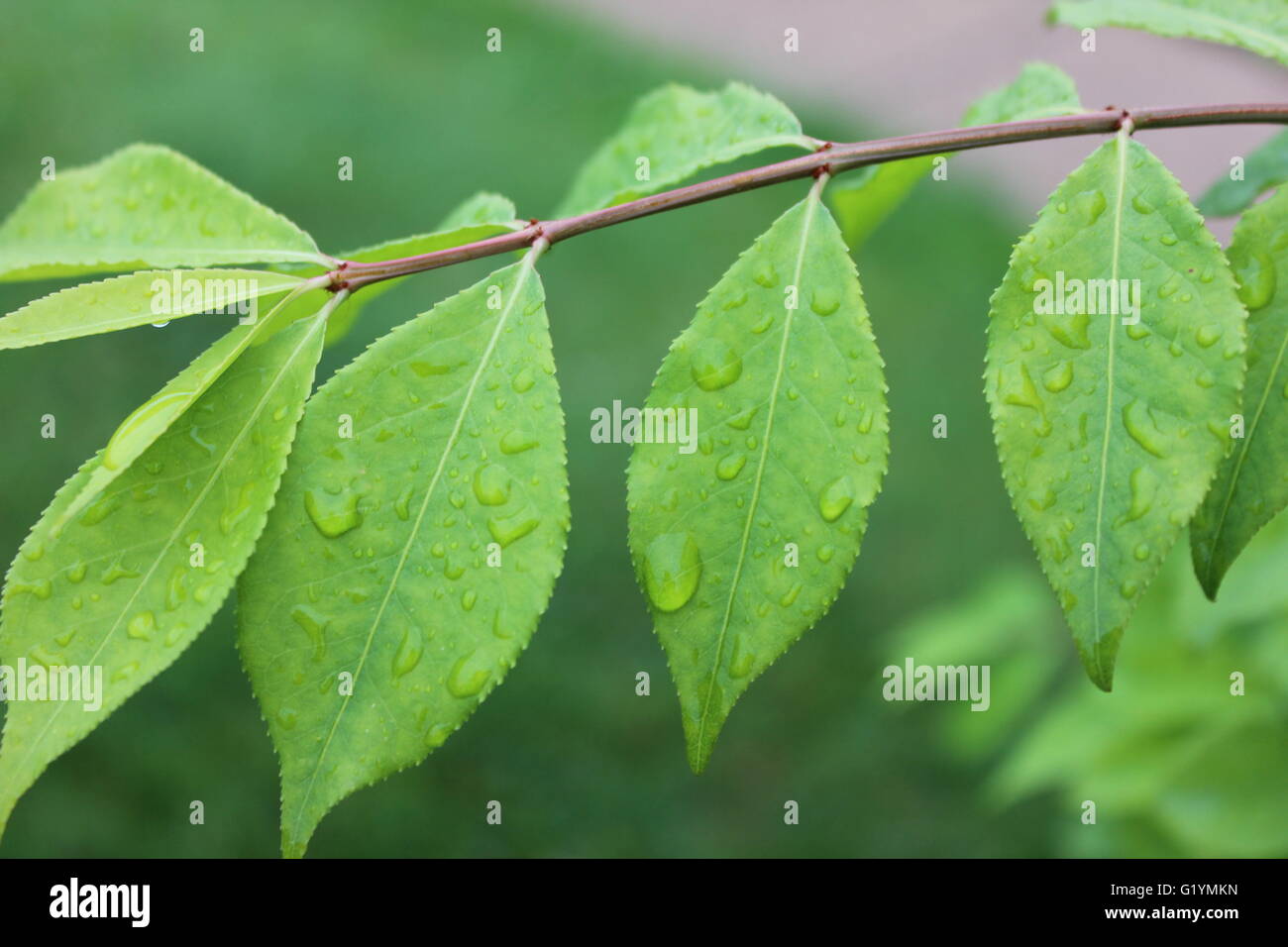 Green leaves with water droplets Stock Photo