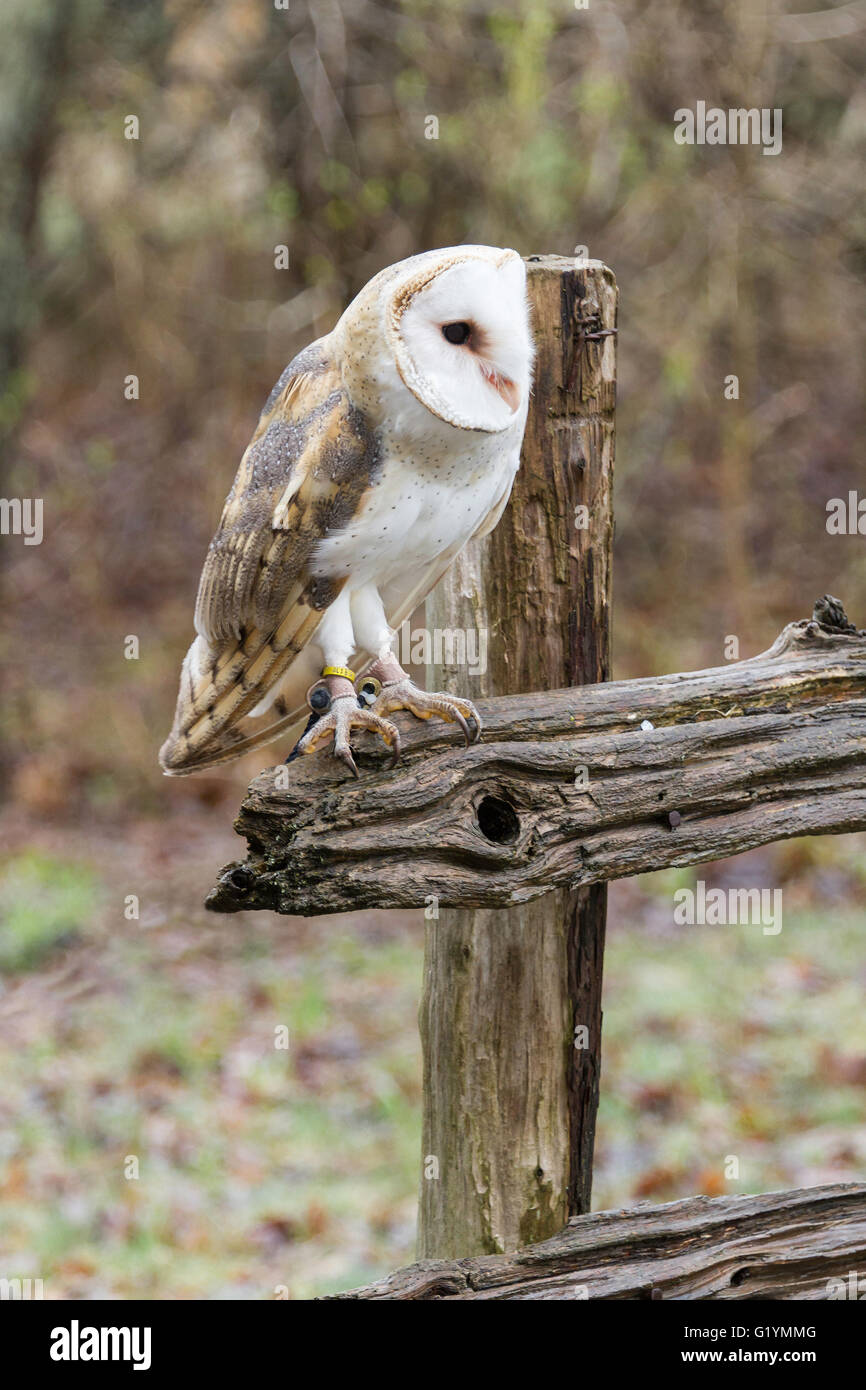 male barn owl standing on a post Stock Photo