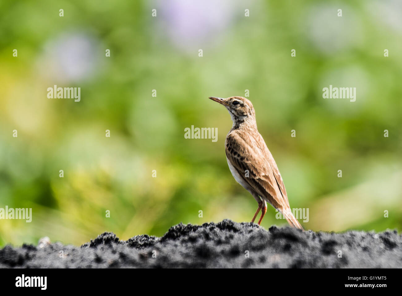 Paddyfield Pipit, is a resident breeder in open scrub, grassland and cultivation in southern Asia east to the Philippines Stock Photo