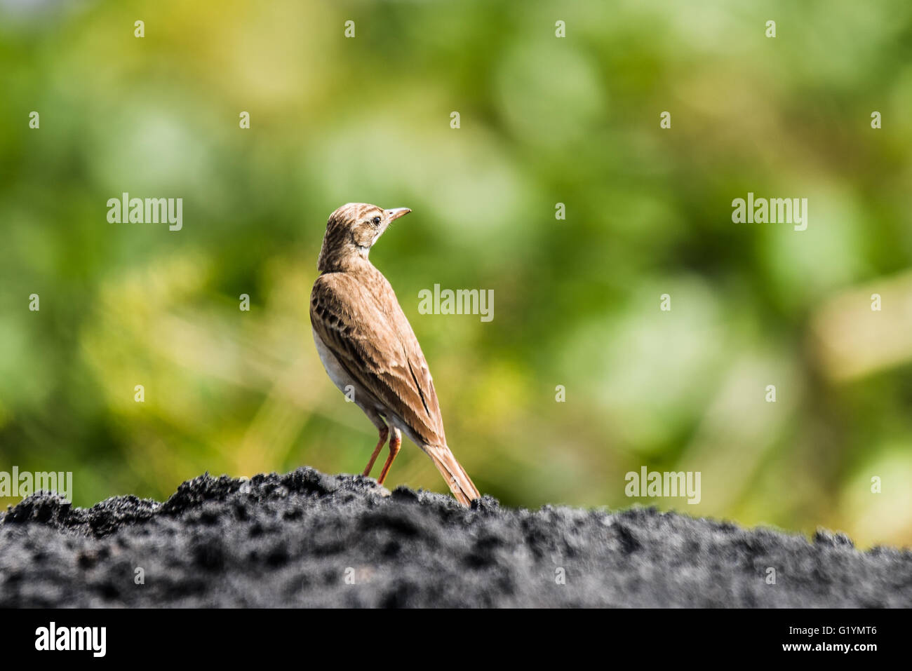Paddyfield Pipit, is a resident breeder in open scrub, grassland and cultivation in southern Asia east to the Philippines Stock Photo