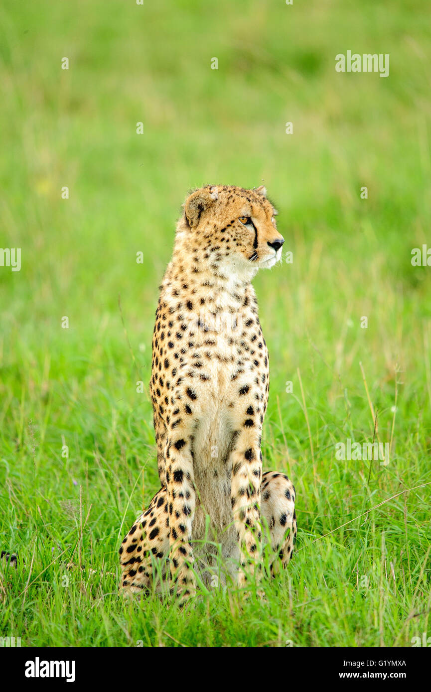Cheetah on the Plains of Africa Stock Photo - Alamy