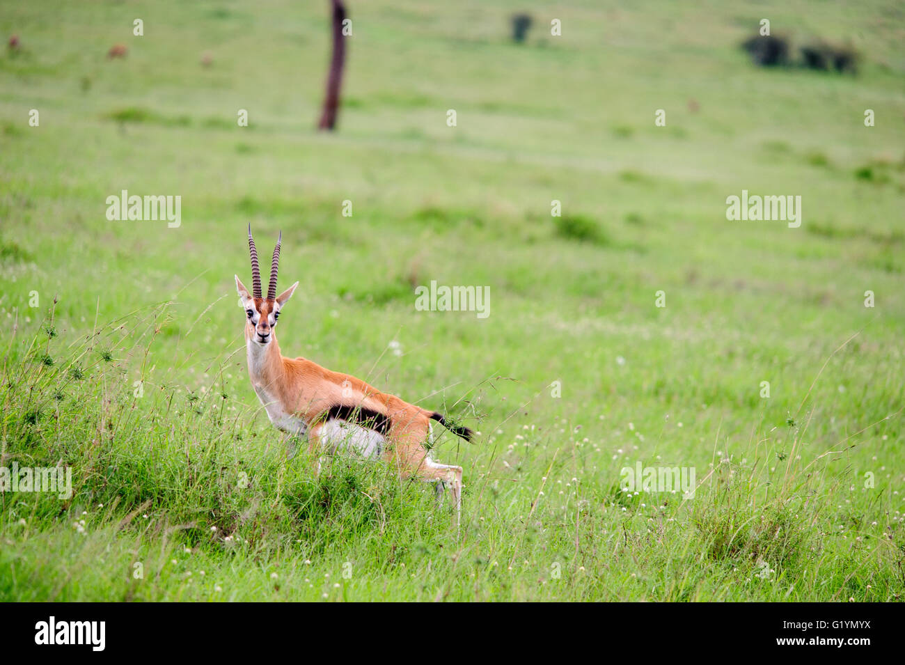 Gazelle on savannah hi-res stock photography and images - Alamy