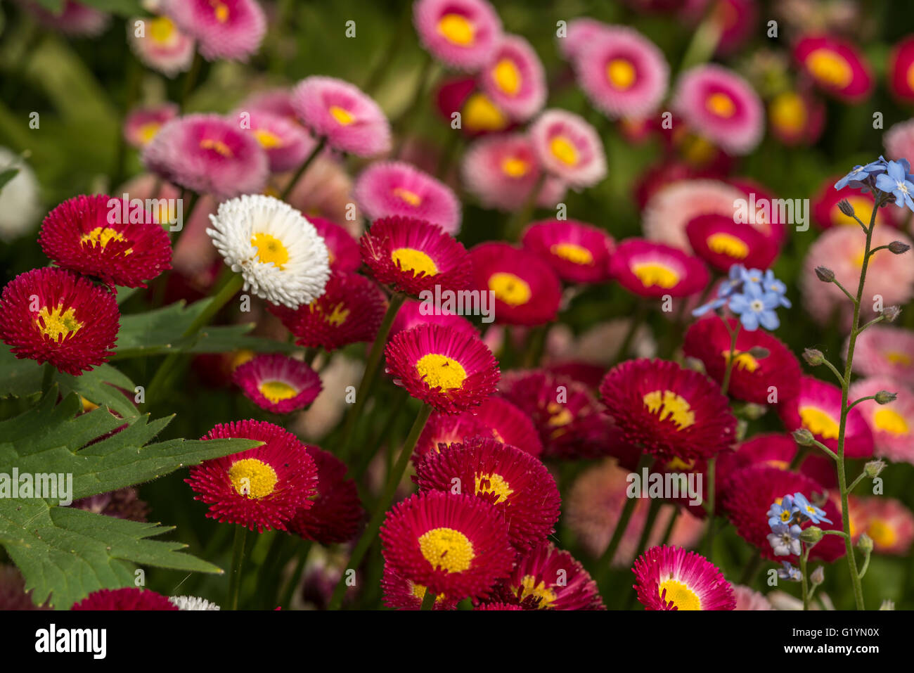 Nice red, white, pink daisy flowers on a sunny spring day at St.James Park in London Stock Photo