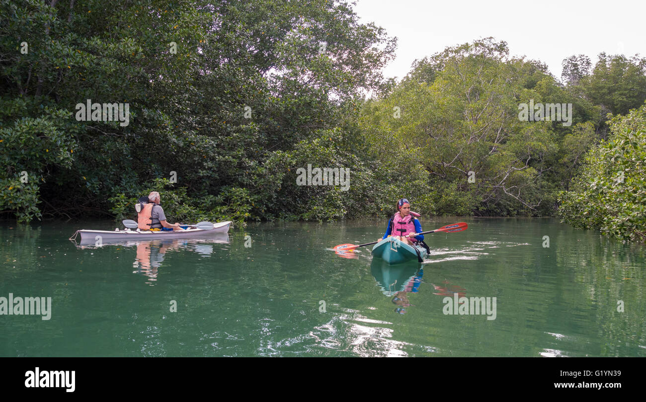 OSA PENINSULA, COSTA RICA - People kayak in mangrove swamp. Stock Photo
