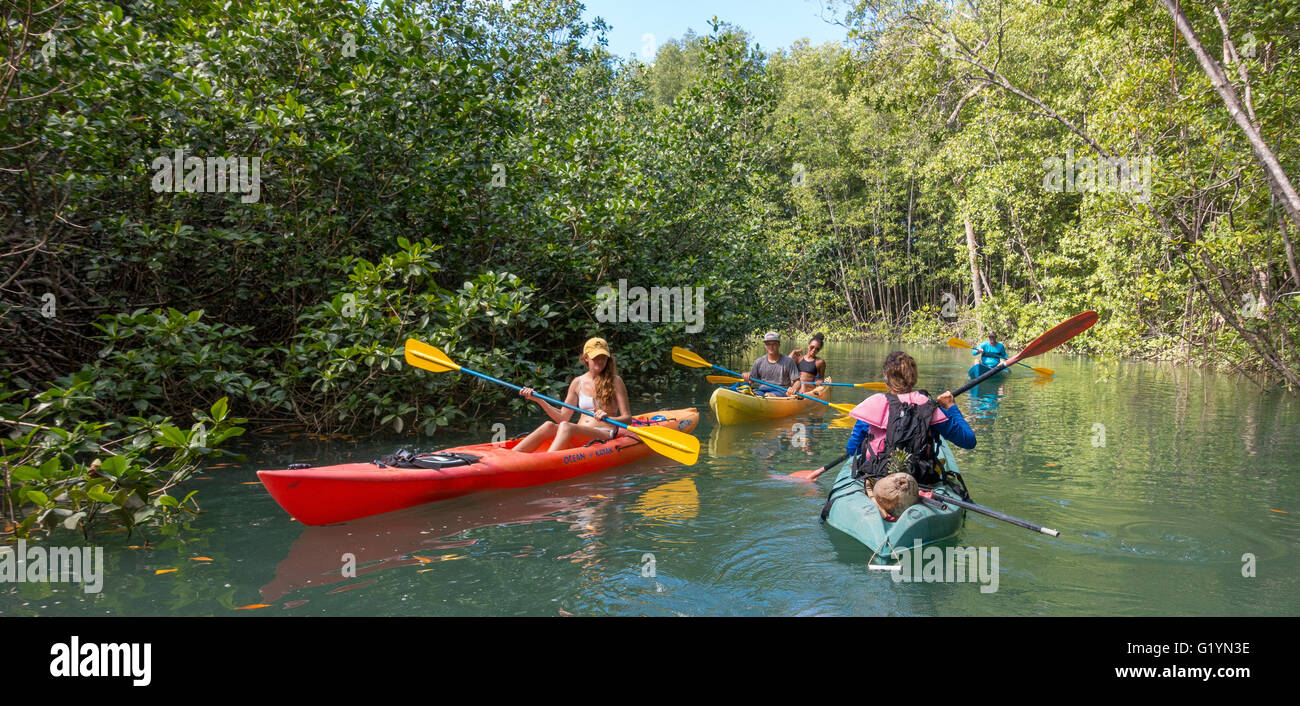 OSA PENINSULA, COSTA RICA - People kayak in mangrove swamp. Stock Photo