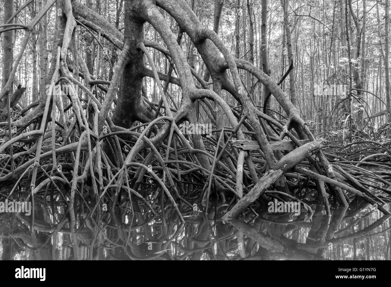 OSA PENINSULA, COSTA RICA - Mangrove swamp. Stock Photo